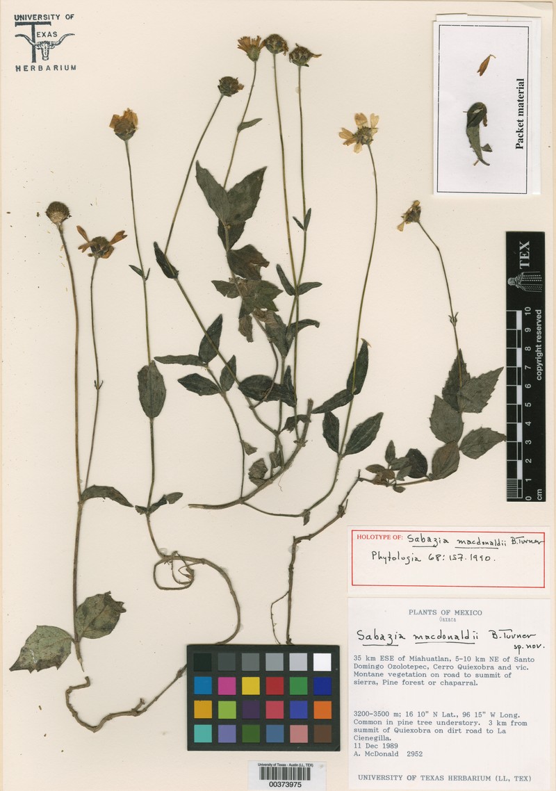 Sabazia macdonaldii photo 2