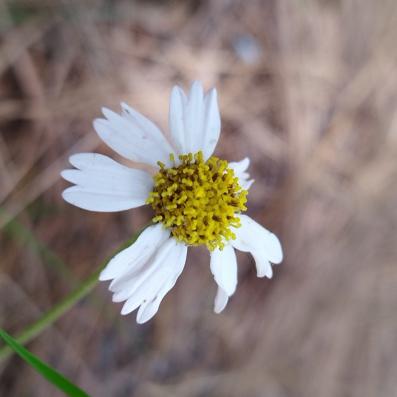 Sabazia multiradiata