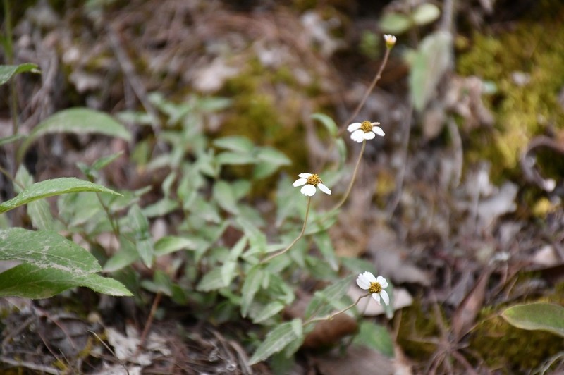 Sabazia multiradiata photo 2
