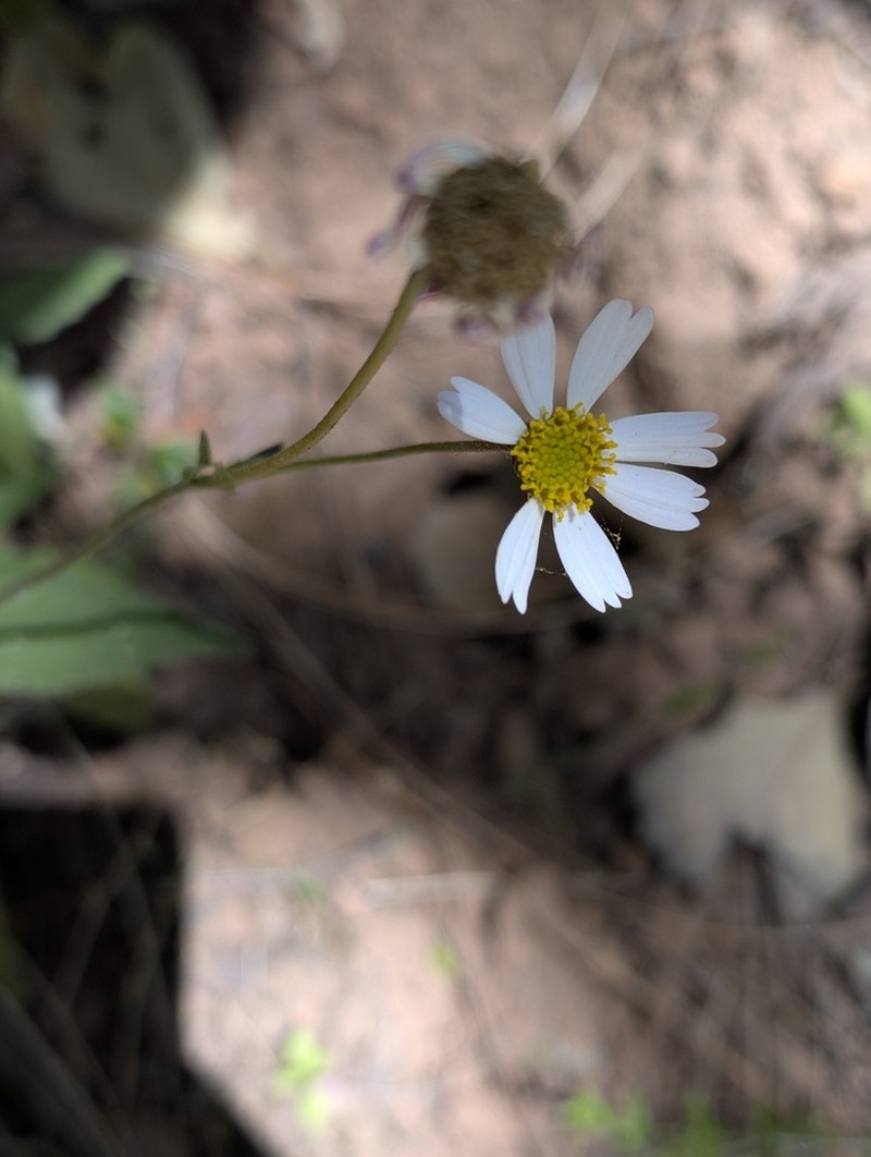 Sabazia multiradiata photo 3