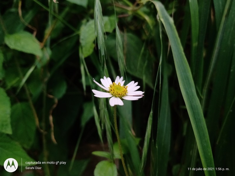 Sabazia multiradiata photo 5