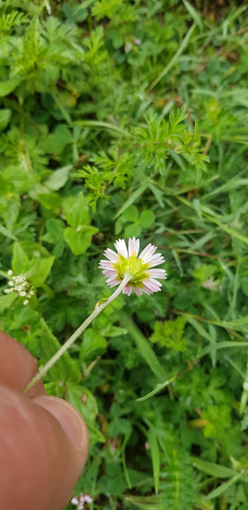 Sabazia multiradiata photo 6