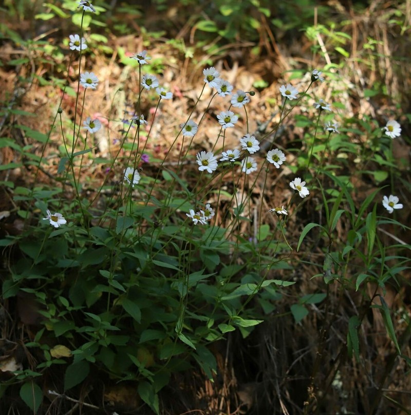 Sabazia multiradiata photo 8