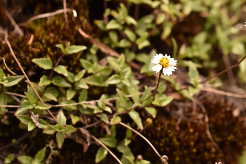 Sabazia pinetorum