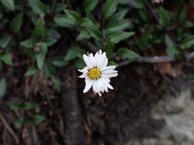 Sabazia pinetorum photo 2