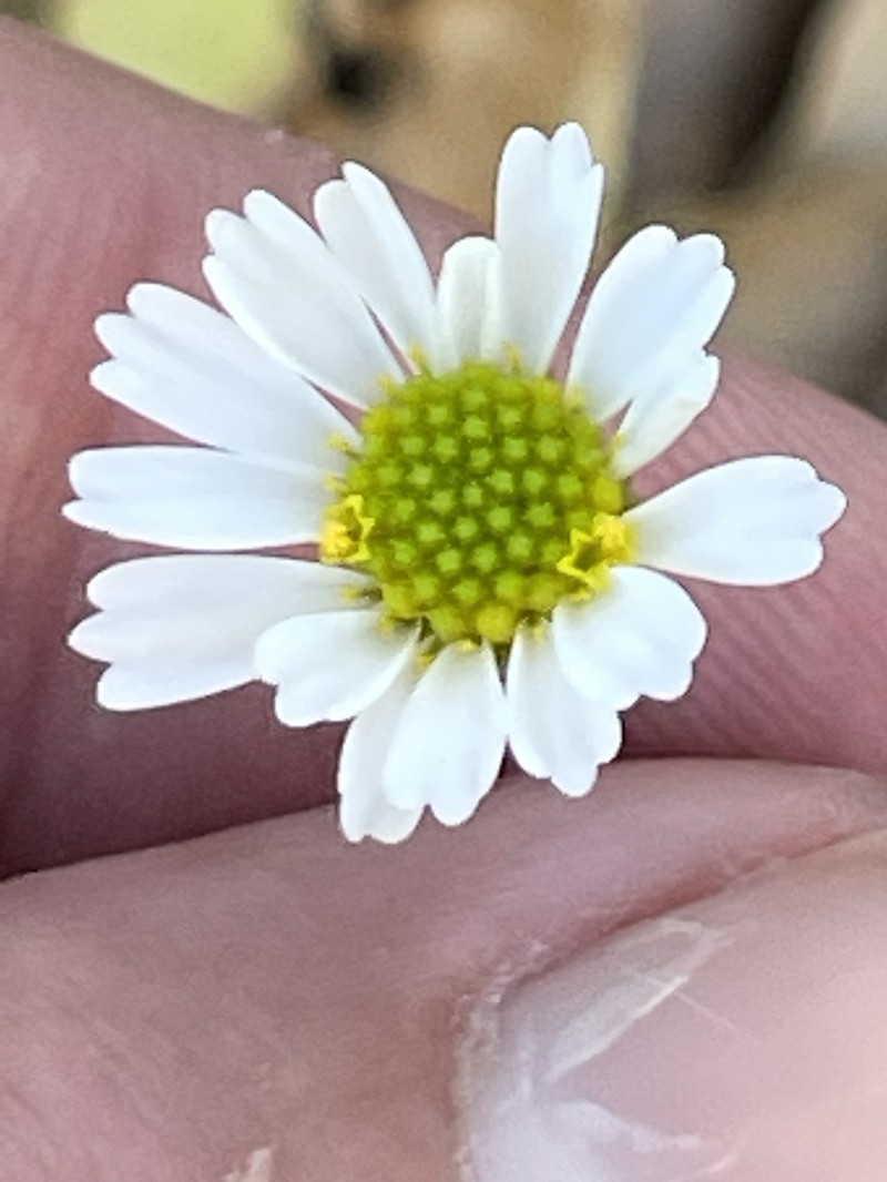 Sabazia purpusii