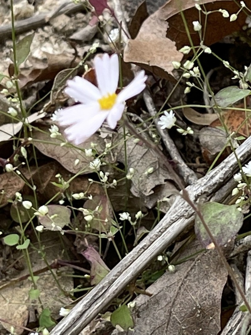 Sabazia purpusii photo 2