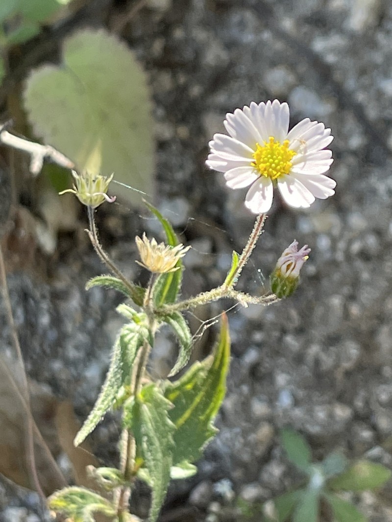 Sabazia purpusii photo 3