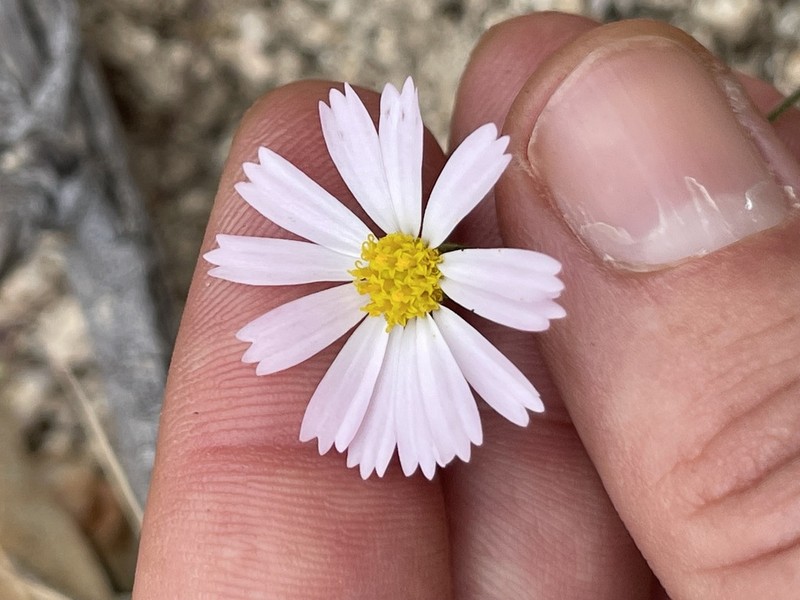 Sabazia purpusii photo 4