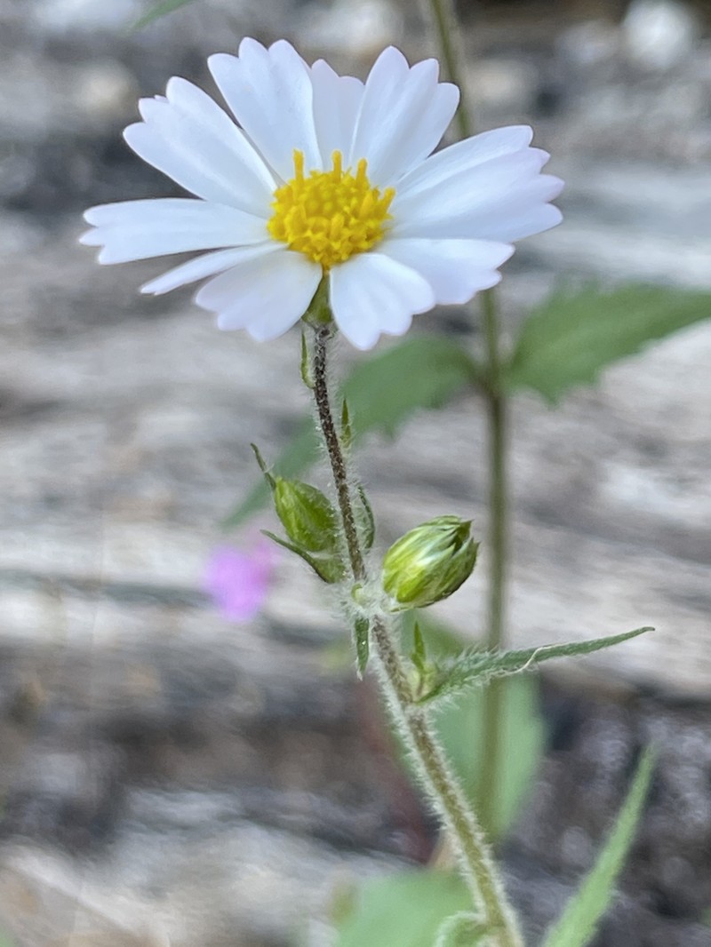 Sabazia purpusii photo 5