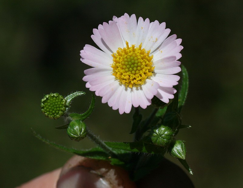 Sabazia purpusii photo 6