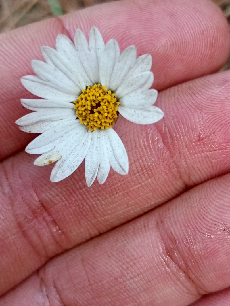 Sabazia sarmentosa