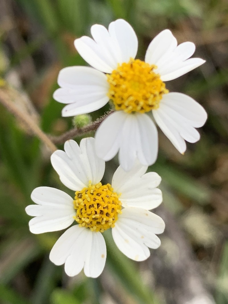 Sabazia trianae