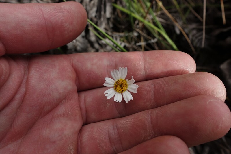 Sabazia trianae photo 2