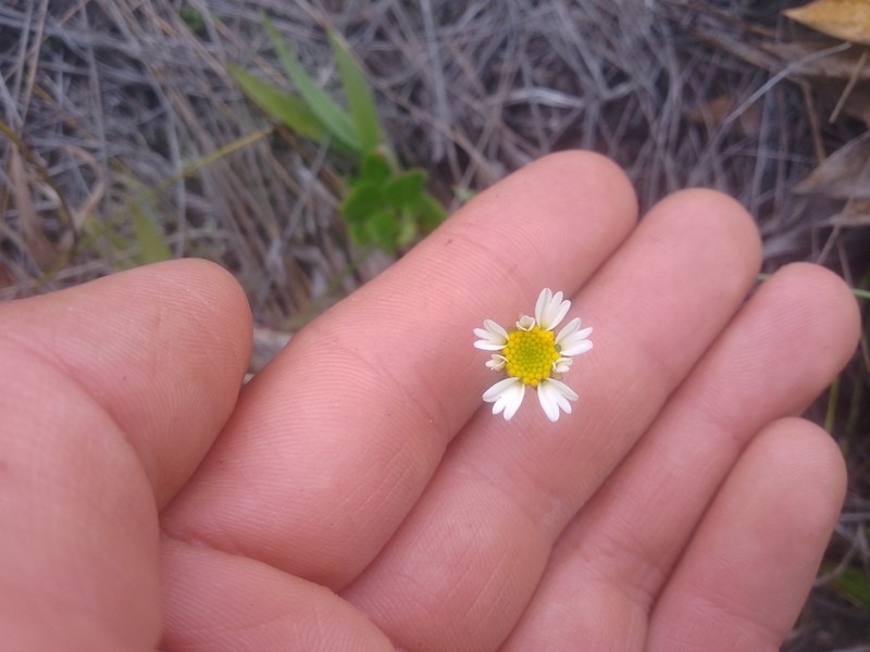 Sabazia trianae photo 3