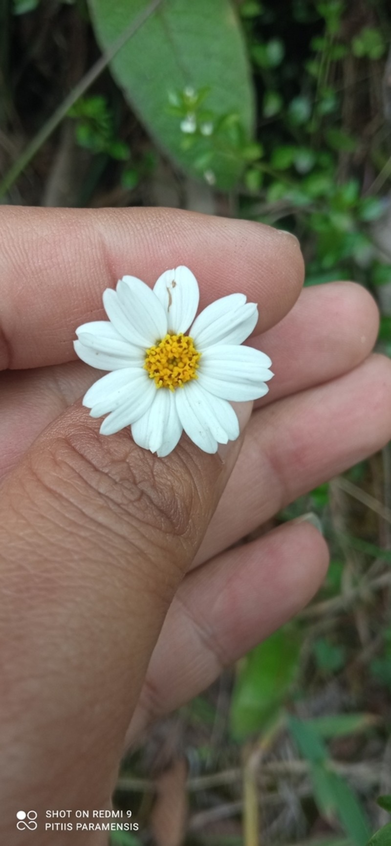 Sabazia trianae photo 5