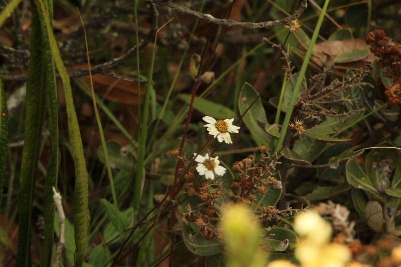 Sabazia trianae photo 6