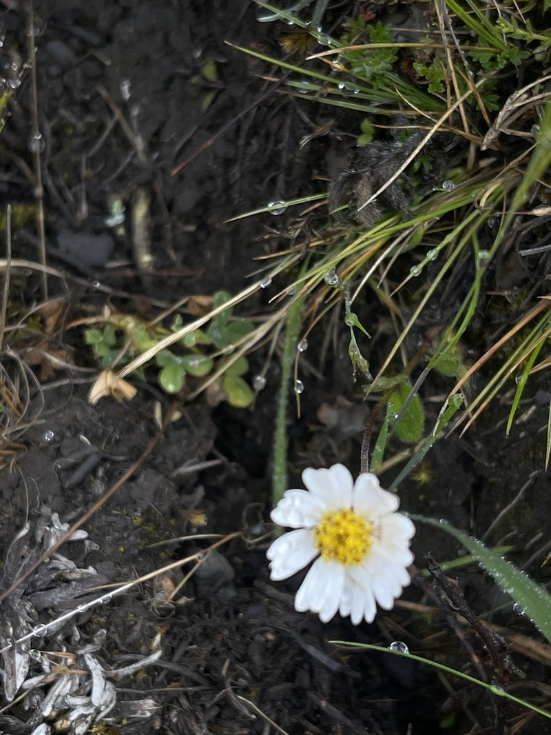 Sabazia trianae photo 7