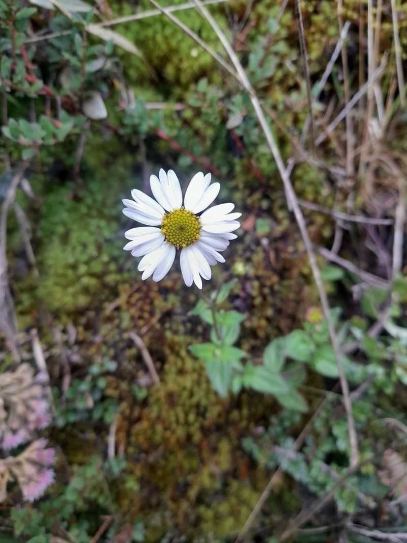 Sabazia trianae photo 8