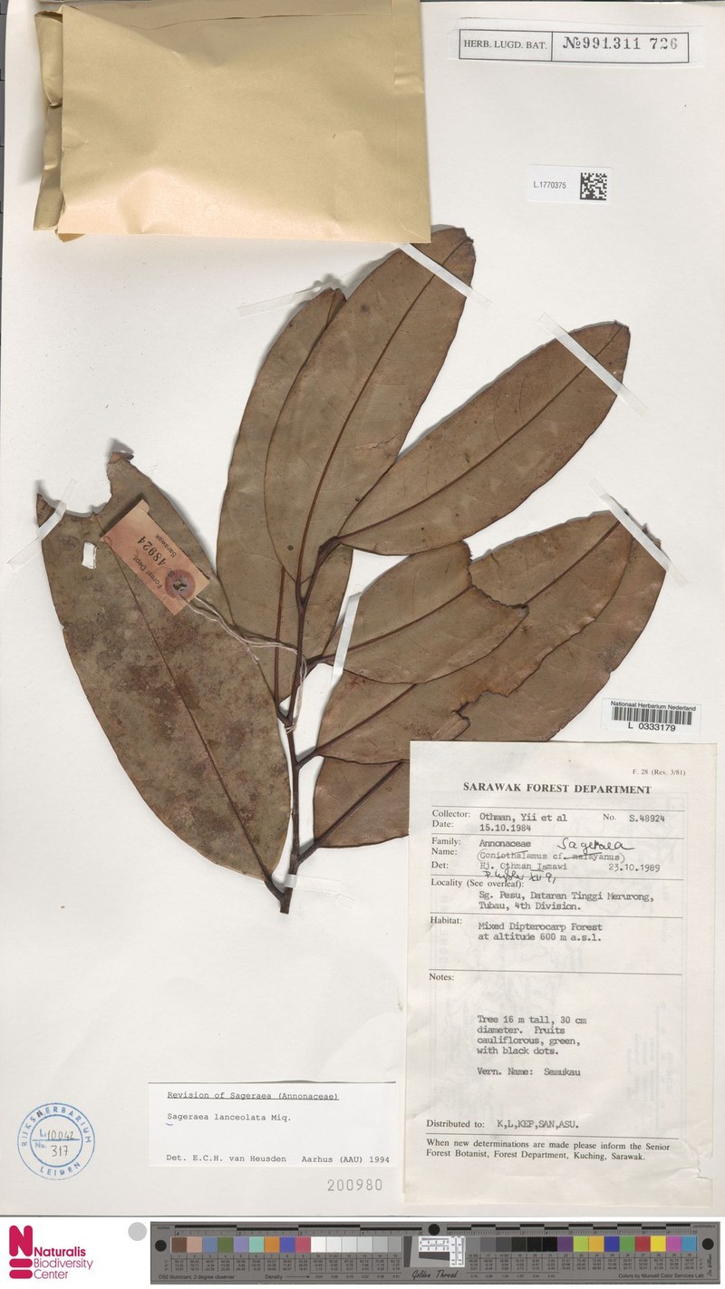 Sabia lanceolata var. lanceolata