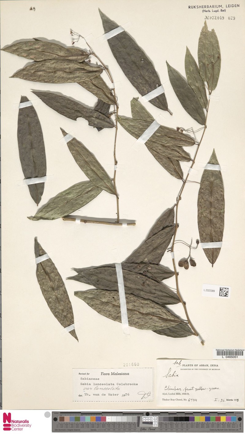 Sabia lanceolata var. lanceolata photo 2