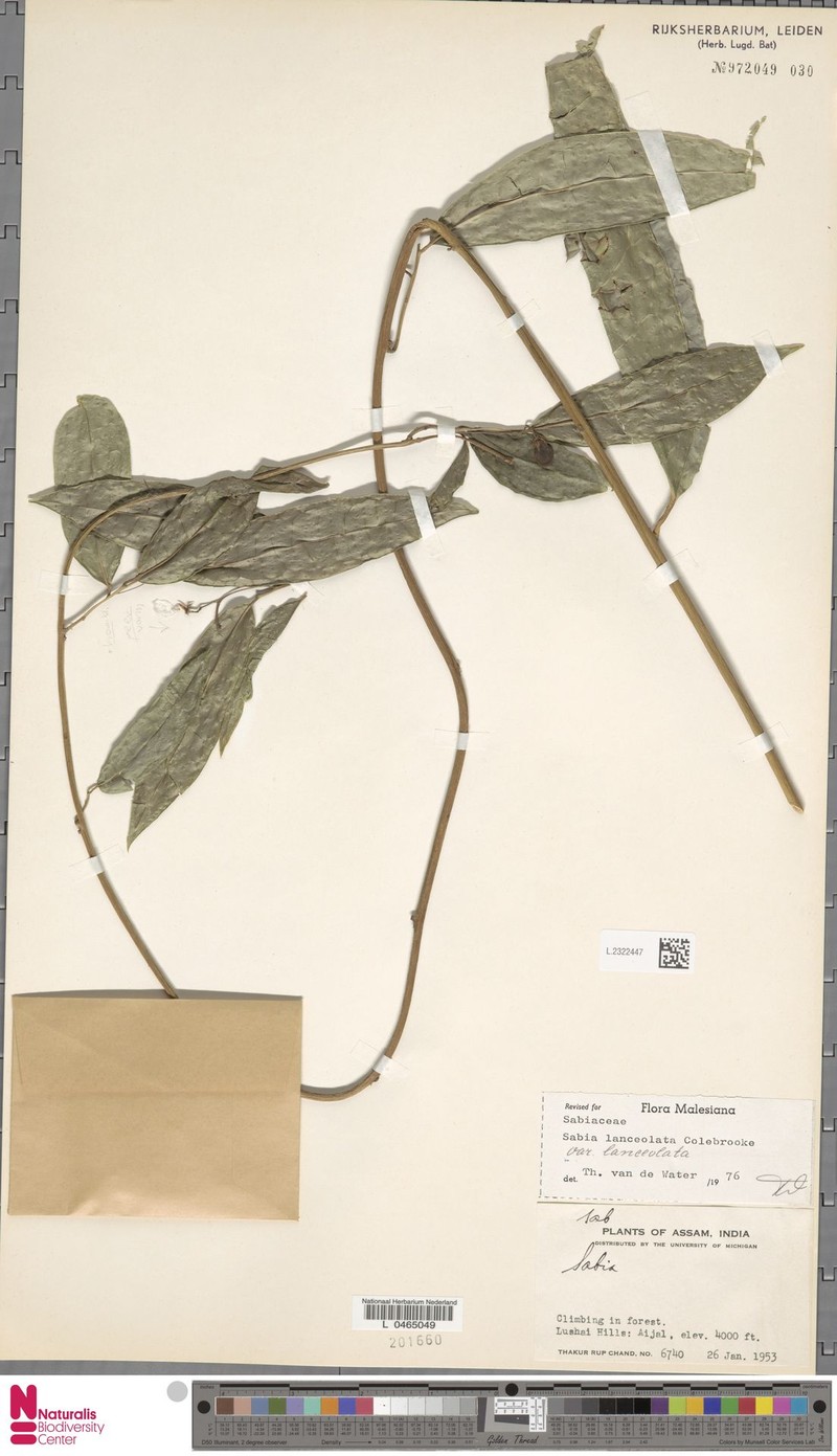 Sabia lanceolata var. lanceolata photo 3