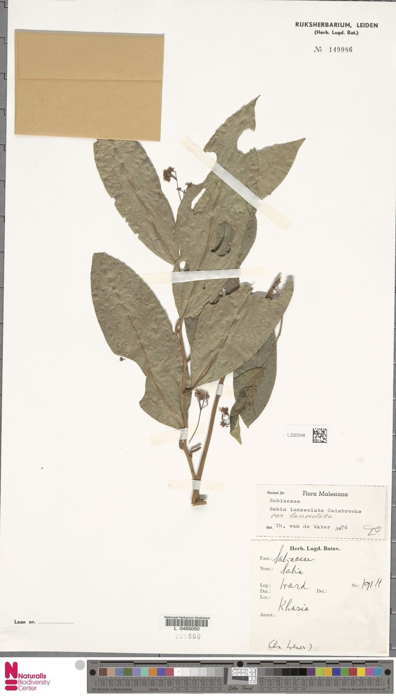 Sabia lanceolata var. lanceolata photo 4