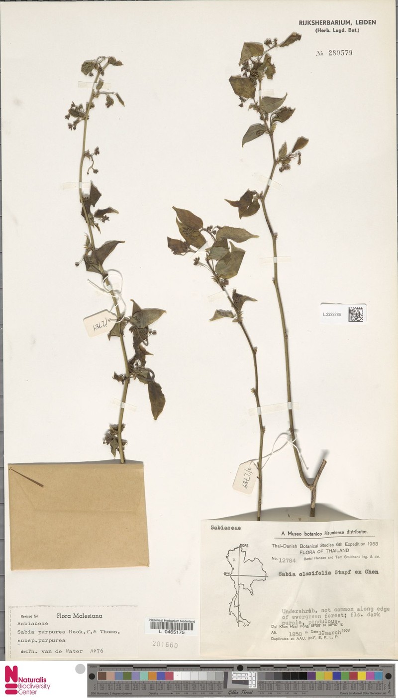 Sabia purpurea subsp. purpurea