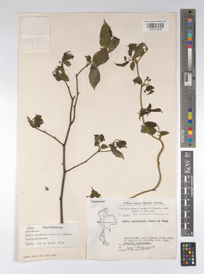 Sabia purpurea subsp. purpurea photo 2