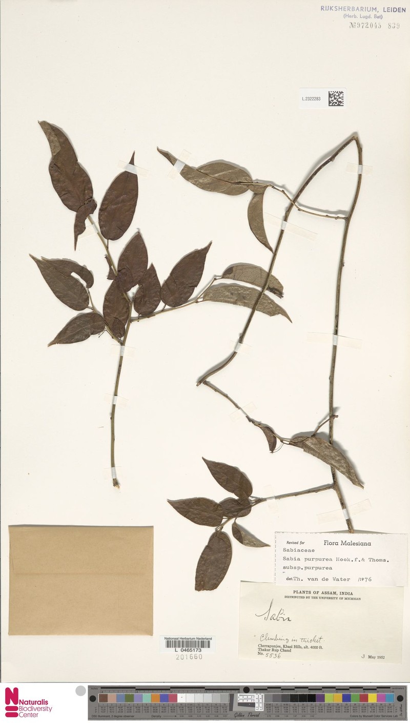 Sabia purpurea subsp. purpurea photo 3