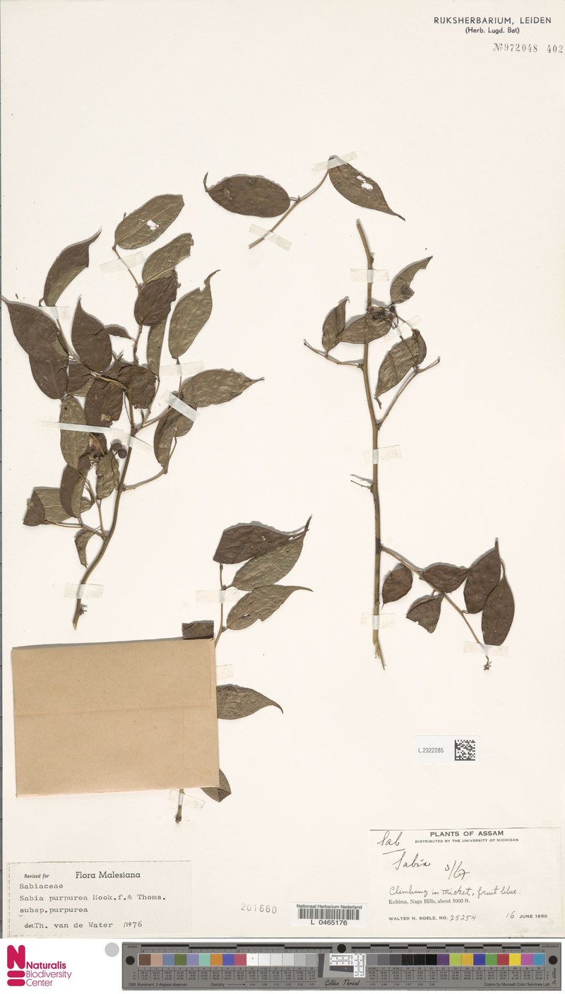 Sabia purpurea subsp. purpurea photo 4