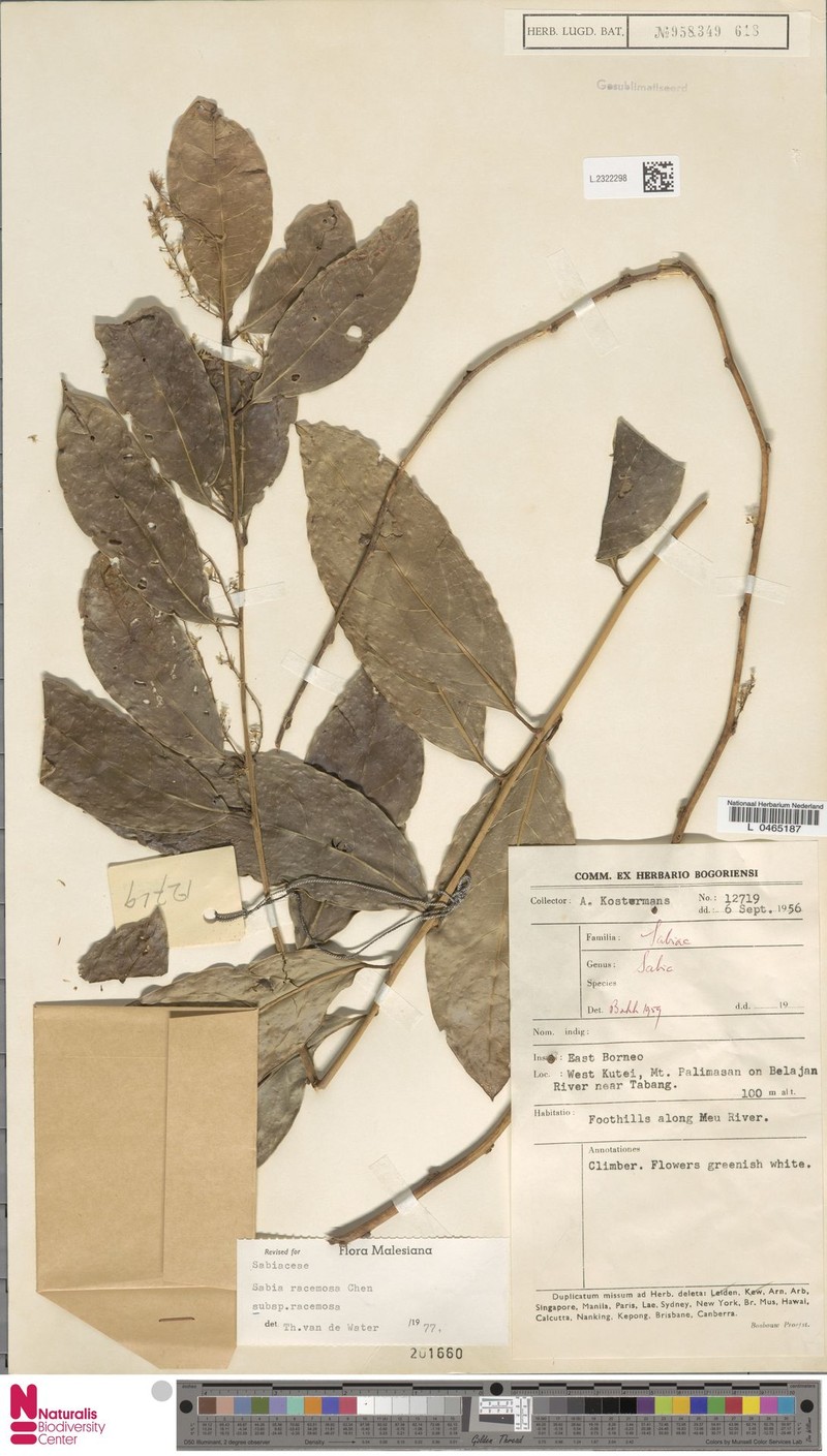 Sabia racemosa subsp. racemosa photo 2