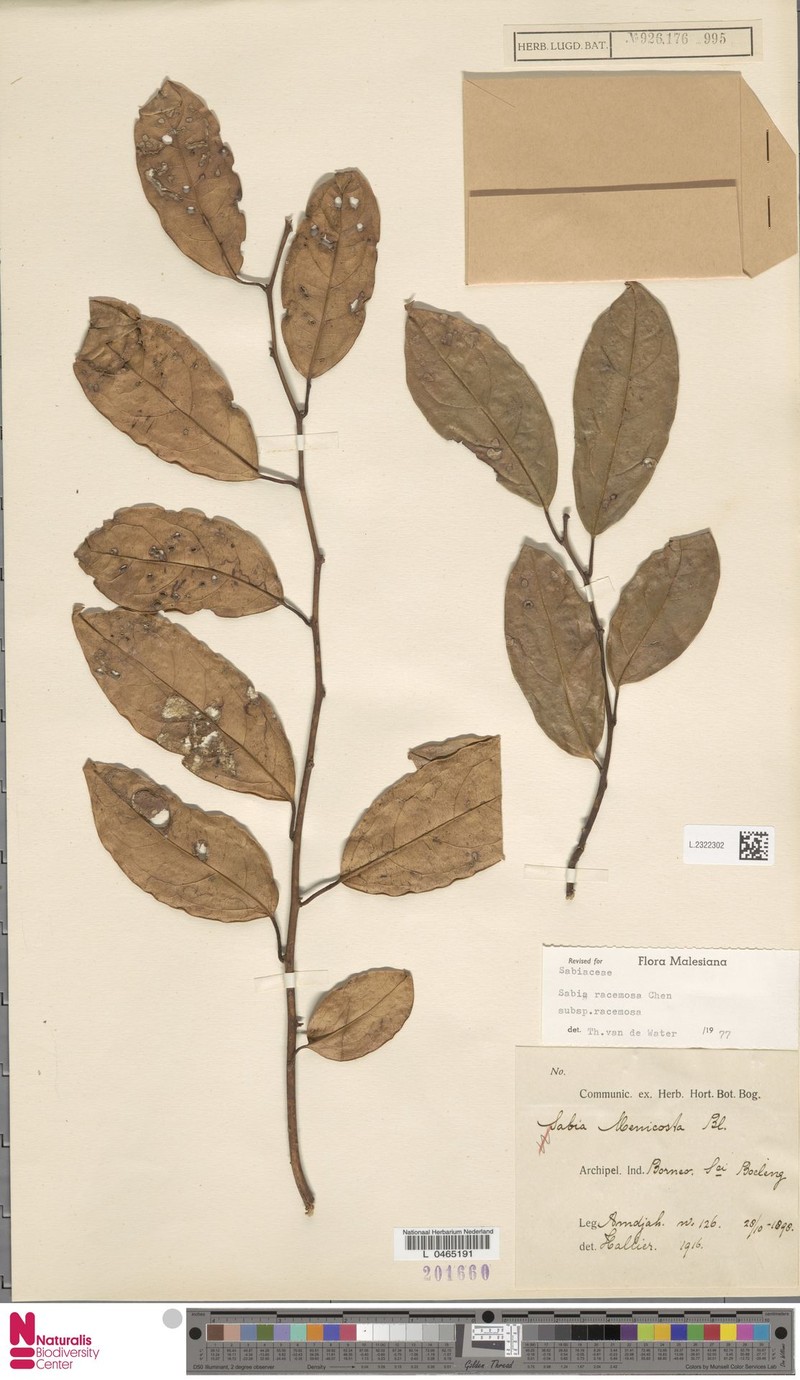 Sabia racemosa subsp. racemosa photo 3