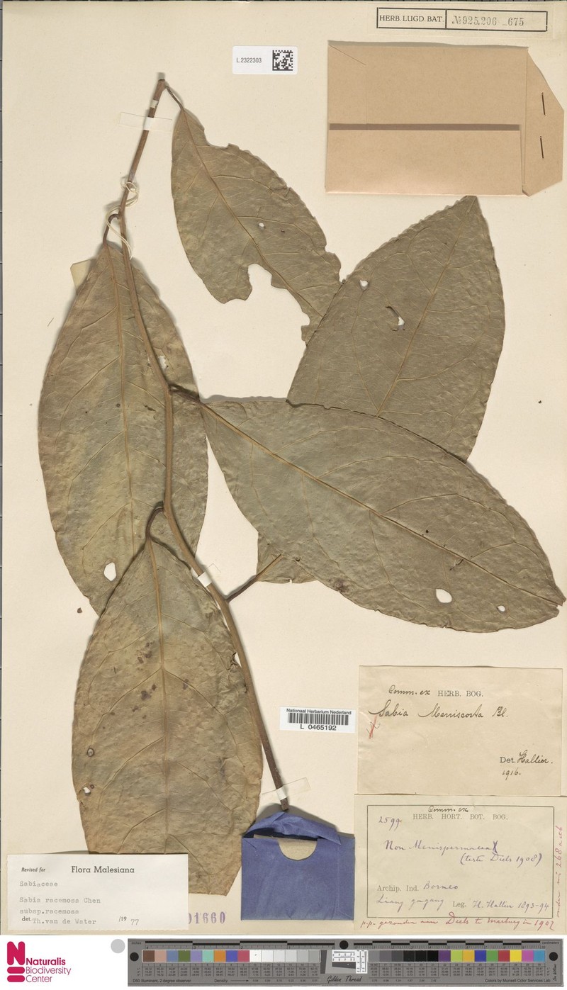 Sabia racemosa subsp. racemosa photo 4