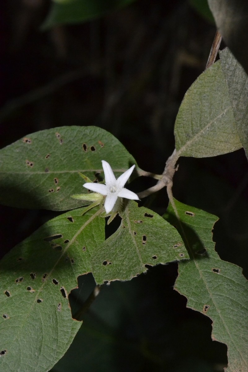 Largeflower Woodvine photo 2