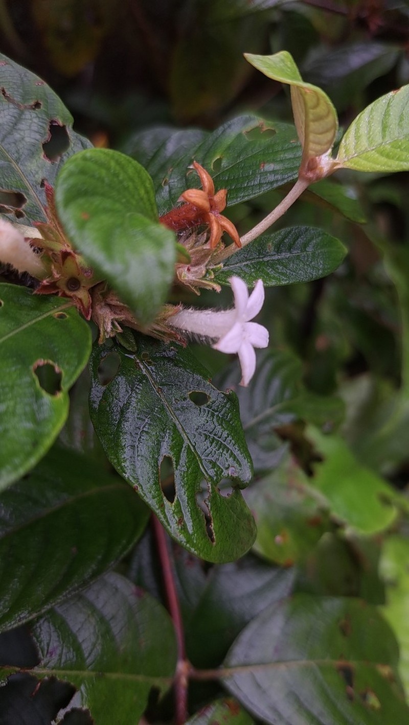 Largeflower Woodvine photo 3