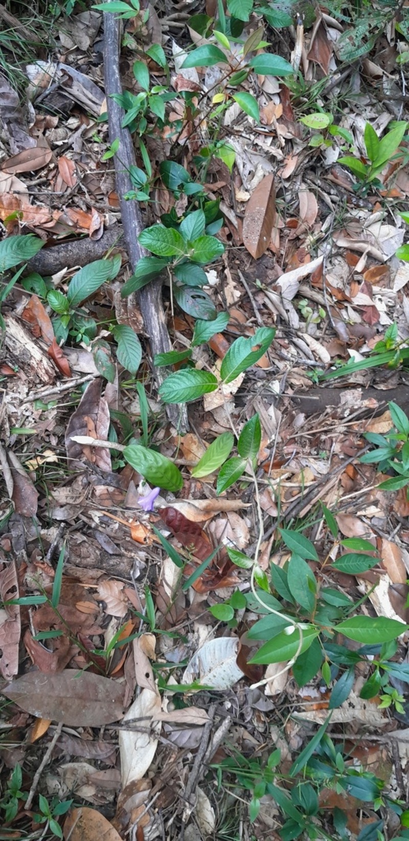 Largeflower Woodvine photo 4