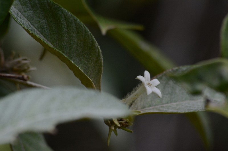 Largeflower Woodvine photo 6