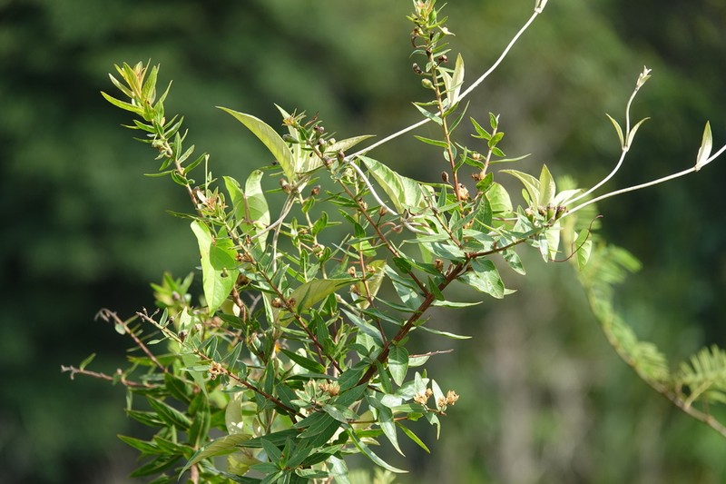 Largeflower Woodvine photo 7