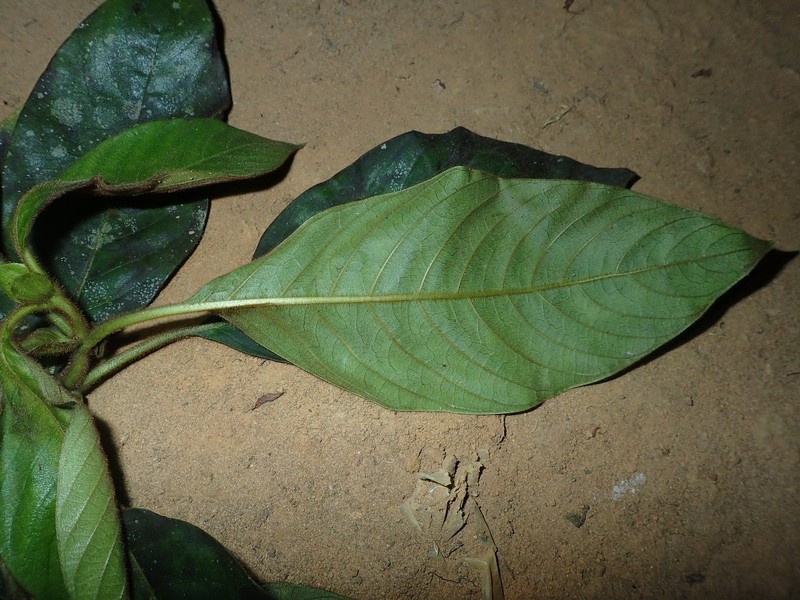 Sabicea desseinii