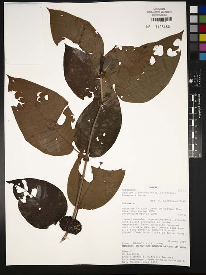 Sabicea dichrosepala photo 2