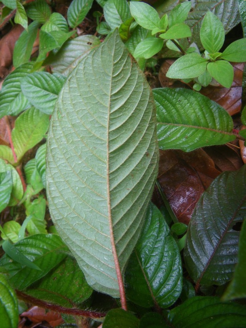 Sabicea ezangae