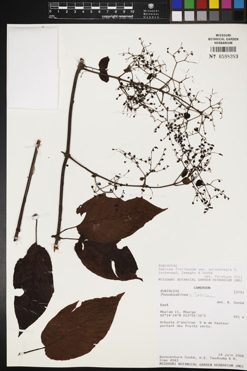Sabicea floribunda var. anisostegia