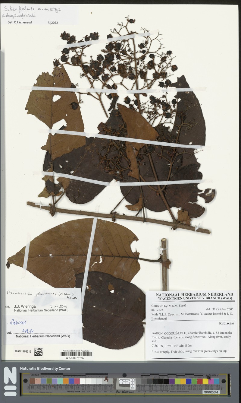 Sabicea floribunda var. anisostegia photo 2