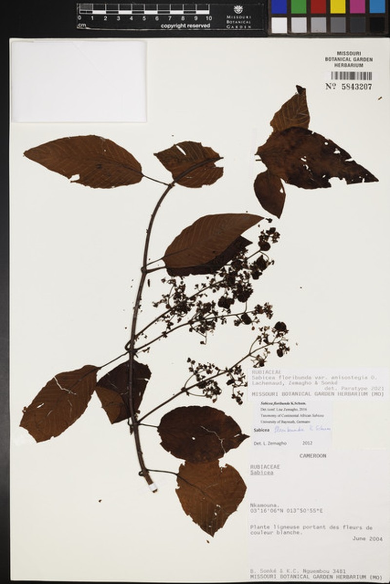 Sabicea floribunda var. anisostegia photo 3