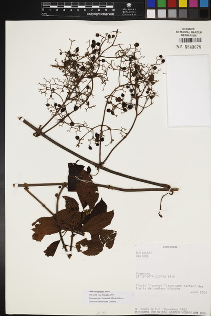 Sabicea floribunda var. anisostegia photo 4