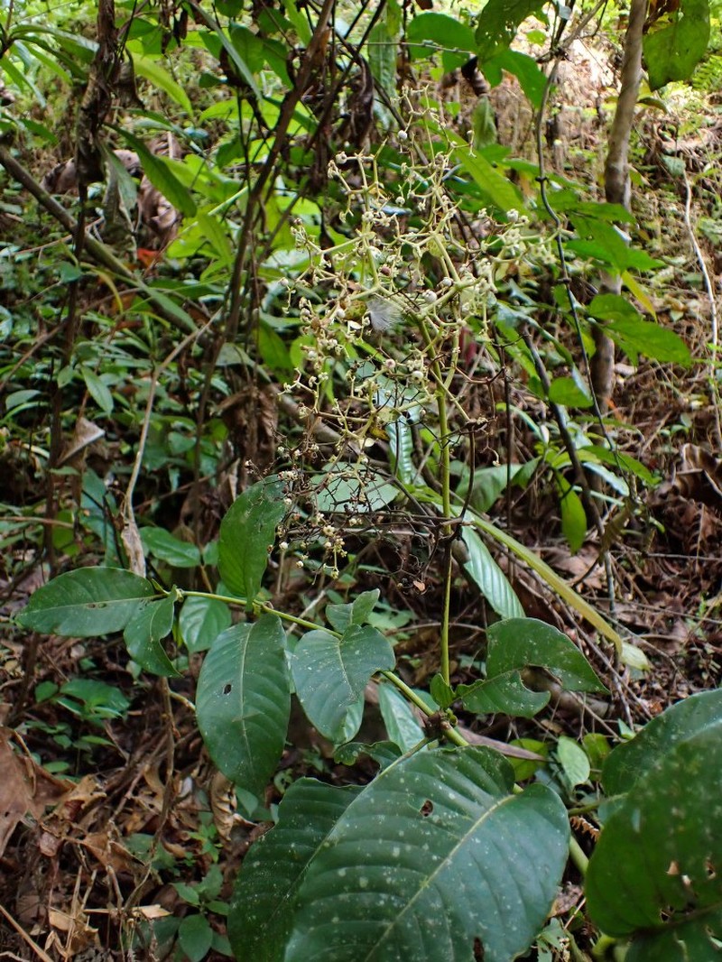Sabicea floribunda var. floribunda
