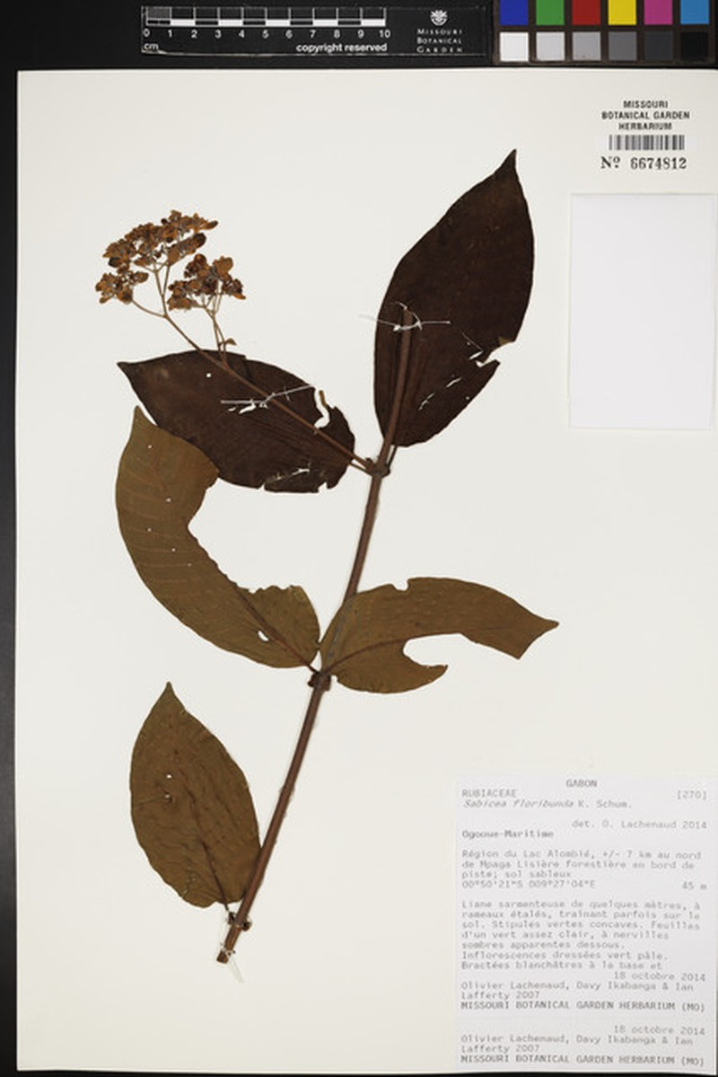 Sabicea floribunda var. floribunda photo 2
