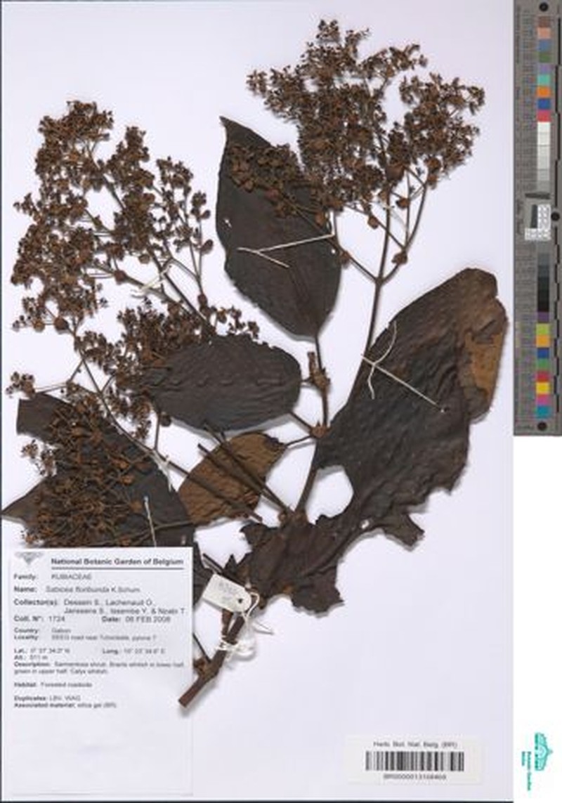 Sabicea floribunda var. floribunda photo 3