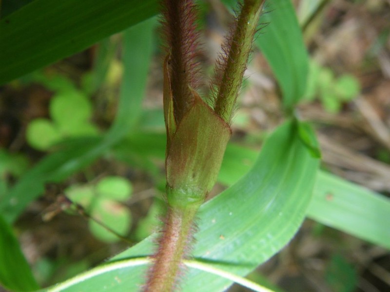 Sabicea mabouniensis
